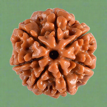 7 Mukhi Rudraksha (NEPAL) with certificate